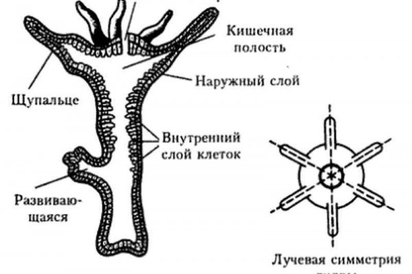 Ссылки на кракен маркетплейс тг